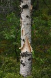 IMG_6454 * 1360 x 2048 * (1.36MB)