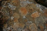 IMG_6499 * 2048 x 1360 * (1.99MB)