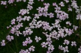 IMG_6501 * 2048 x 1360 * (1.23MB)