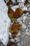 IMG_6568 * 1360 x 2048 * (1.11MB)