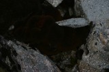 IMG_6569 * 2048 x 1360 * (1.41MB)