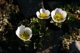 IMG_6578 * 2048 x 1360 * (1.44MB)