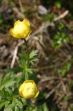 IMG_6697 * 1360 x 2048 * (1.12MB)