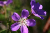 IMG_6710 * 2048 x 1360 * (1.14MB)