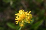 IMG_6719 * 2048 x 1360 * (876KB)